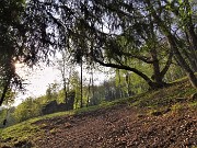 18 Maestosi secolari castagni sul terreno dell'amico Claudio